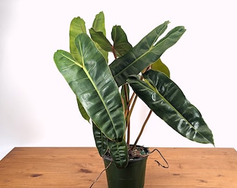 Philodendron Billietiae 4 inch or 6 inch pot