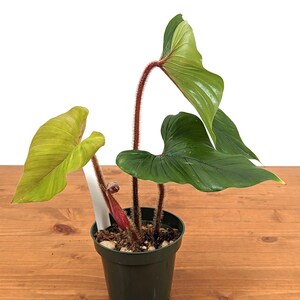 Philodendron Squamicaule live plant with Hairy Petioles 4 inch pot image 5