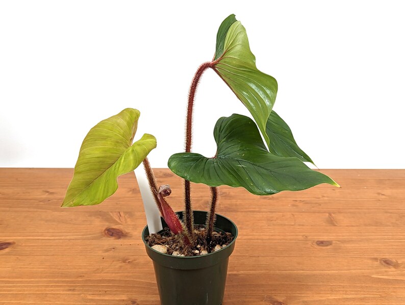 Philodendron Squamicaule live plant with Hairy Petioles 4 inch pot image 5