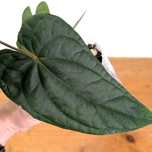 Anthurium Amazon Diamond - (A. Besseae Aff X A. Luxurians) - 4