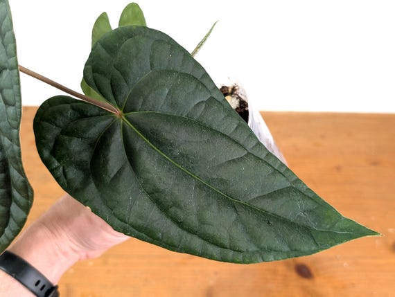 Anthurium Amazon Diamond - (besseae X Luxurians) - Etsy