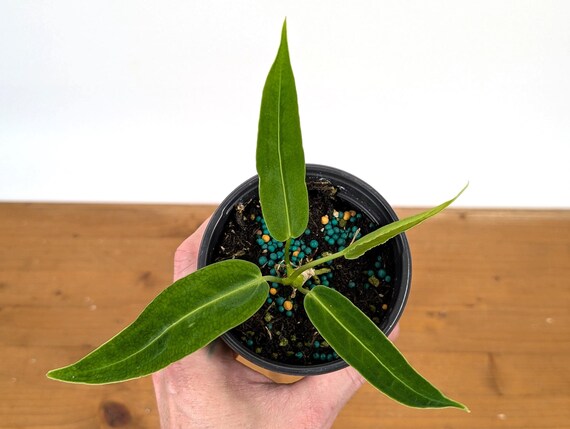 agave bestellen Jetzt Amerikanische Agave 'Variegata' online kaufen bei Bohlken  Pflanzenversand – Bohlken Pflanzenversand GbR main image 1