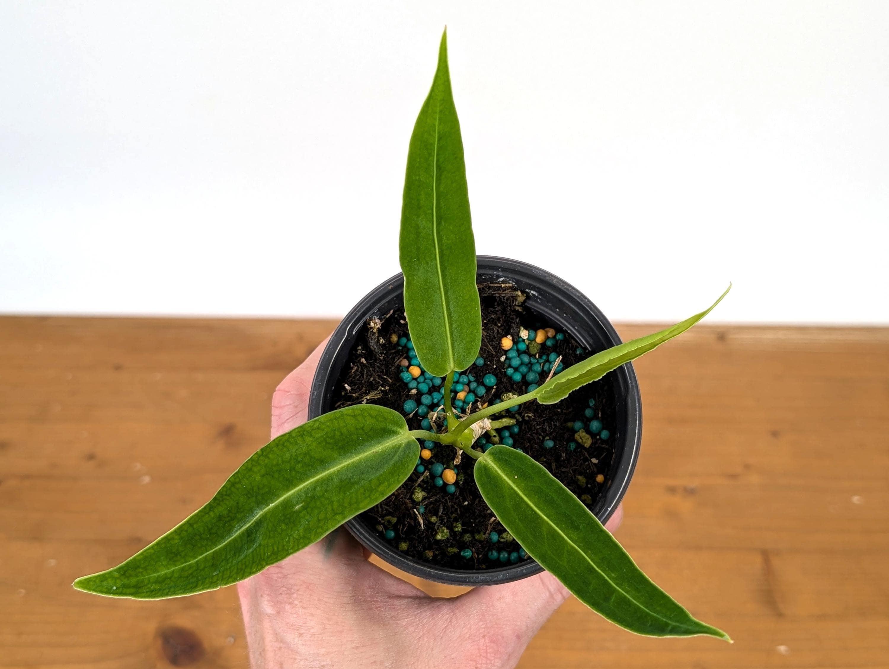 Anthurium Warocqueanum Queen Plant in 4 Inch Pot - Etsy