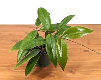 Hoya Ilagiorum Live Flowering Aroid Plant Grows as a Vine - 4 inch pot