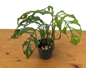 Monstera Obliqua Peru