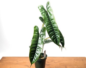 Philodendron Felix Rare Indoor Live Tropical House Plant Origin: Colombia