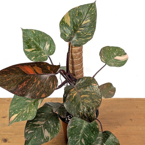 Philodendron Orange Princess Marble - 4 inch and 6 inch Pots