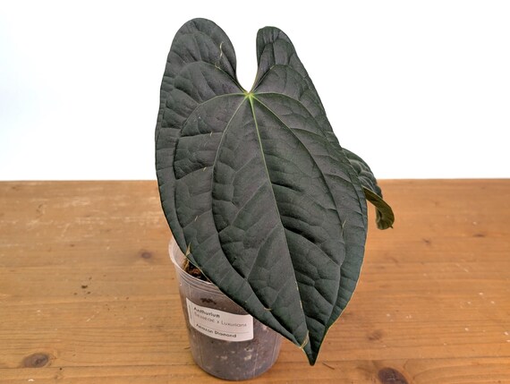 Anthurium Amazon Diamond - (besseae X Luxurians) - Etsy