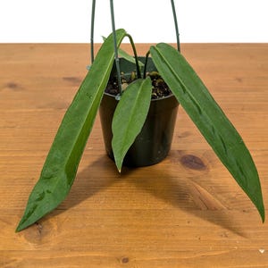 Anthurium Pallidiflorum - Strap Leaf Live Tropical Aroid Plant image 5