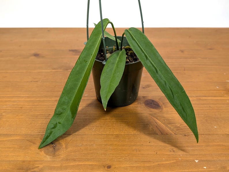 Anthurium Pallidiflorum - Strap Leaf Live Tropical Aroid Plant image 5