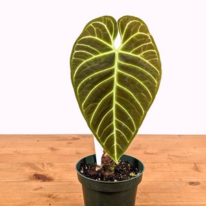 Anthurium regale - 4 inch pot grower's choice