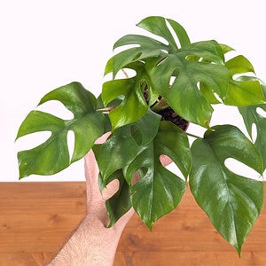 Rhaphidophora Tetrasperma | Mini Monstera Ginny 4 inch pot or 6 inch