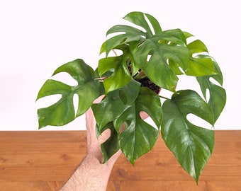 Rhaphidophora Tetrasperma | Mini Monstera Ginny 4 inch pot or 6 inch