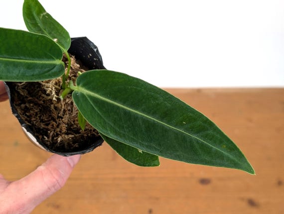 Anthurium Warocqueanum X Waterburyanum - US Seller - Multiple