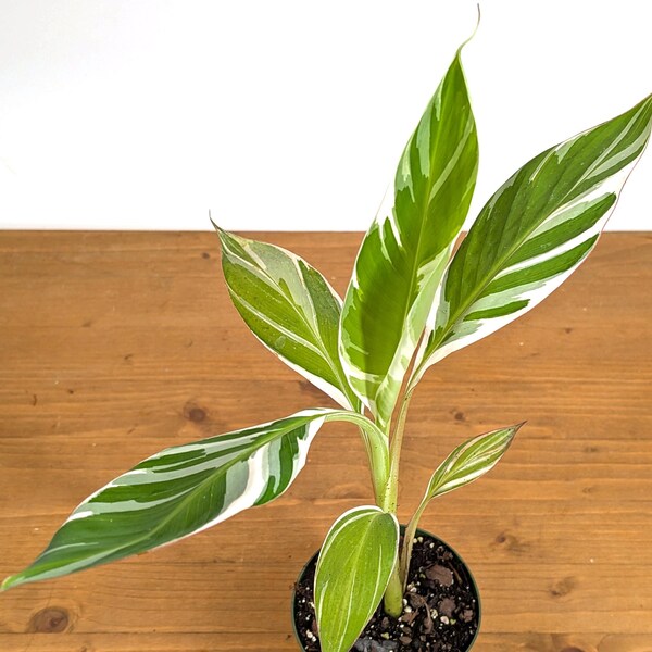 Musa Florida Variegated Banana Tree - Over 1,000 sold