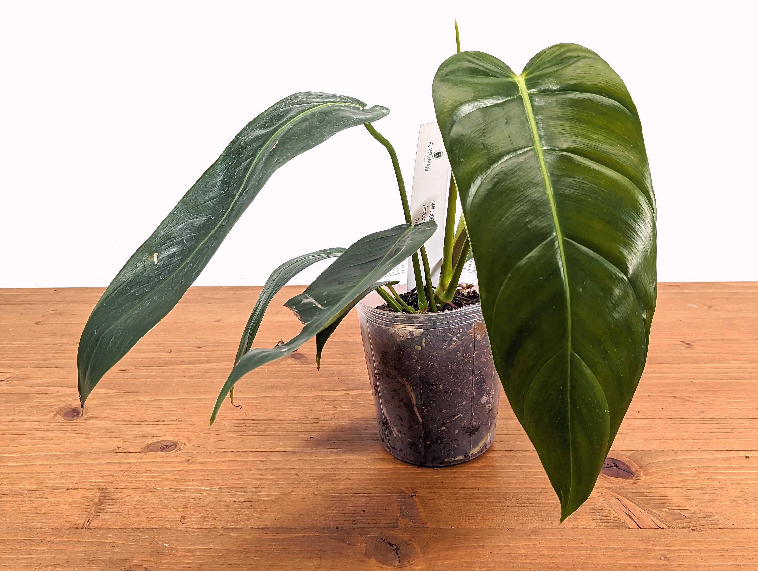 132 Amazon Spirit フィロデンドロン　philodendoron Philodendron Amazon Spirit — Ecuagenera Orquídeas del Ecuador