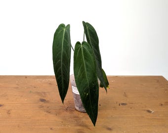 Anthurium Warocqueanum Esmeralda 'Dark Queen' - Live Velvet Leaf Anthurium