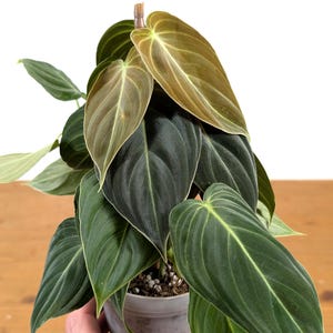 Philodendron Melanochrysum &#39;Black Gold&#39; Live Houseplant