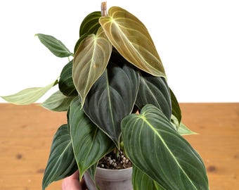 Philodendron Melanochrysum &#39;Black Gold&#39; Live Houseplant
