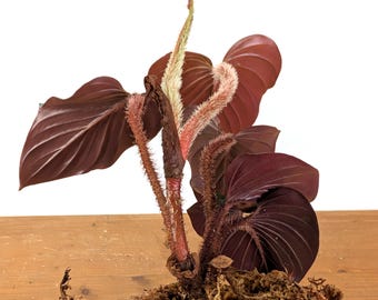philodendron verrucosum panther 4
