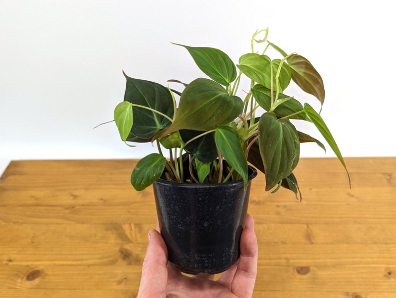 Philodendron Micans