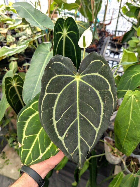 Anthurium Carlablackiae - 4 Inch Pots - Multiple Sizes - Etsy Anthurium Carlablackiae - 4 Inch Pots - Multiple Sizes - Etsy