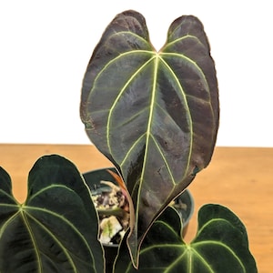 Anthurium Besseae Live Tropical Aroid - 4 inch pot