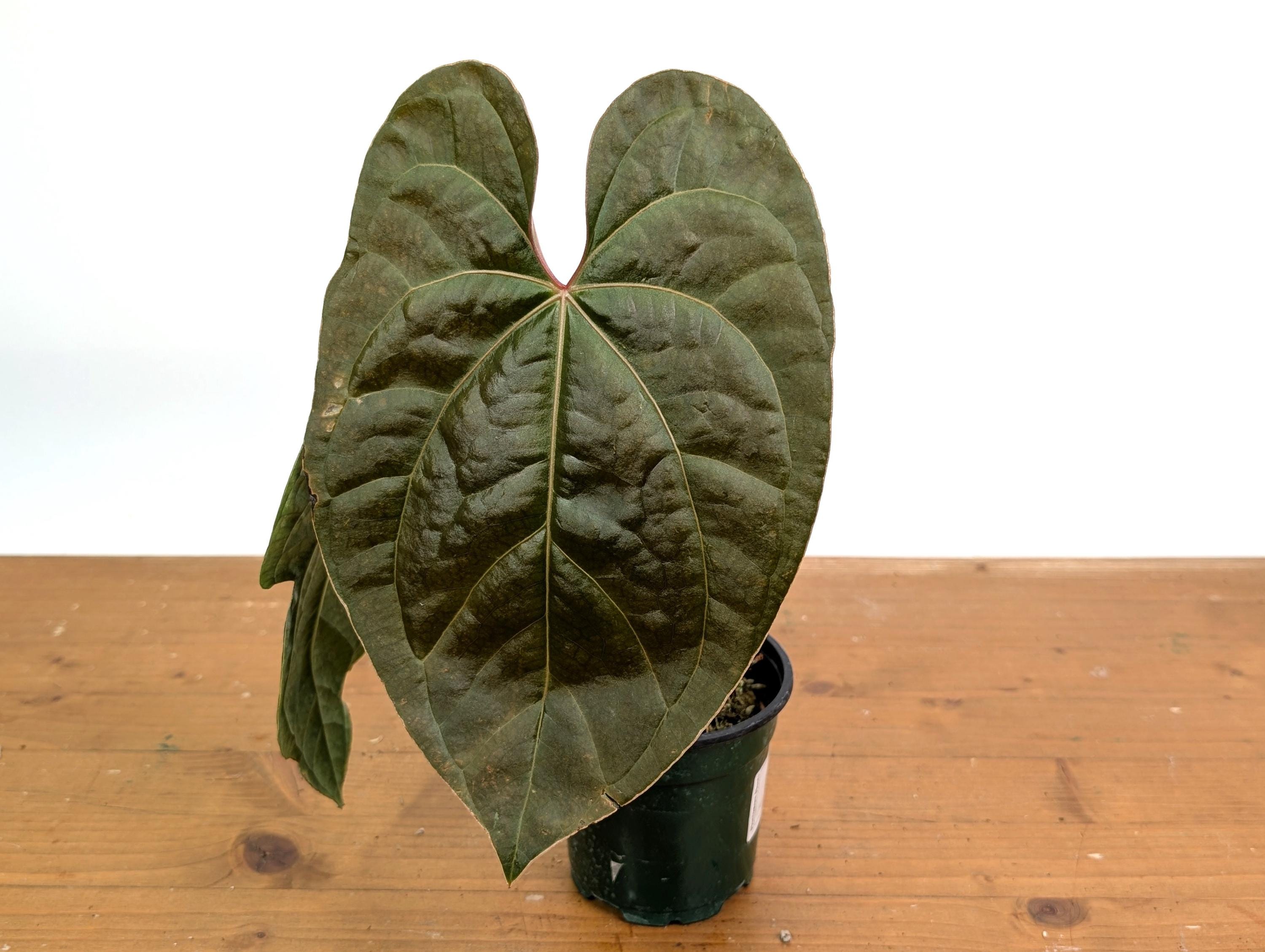 Anthurium Amazon Diamond - (A. Besseae Aff X A. Luxurians) - Etsy