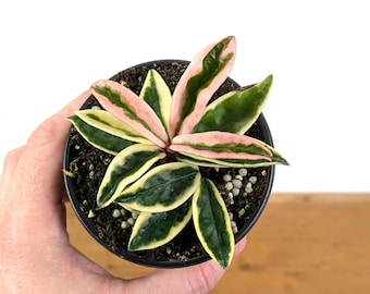 Hoya Lyi NOID UNROOTED Cutting - Etsy