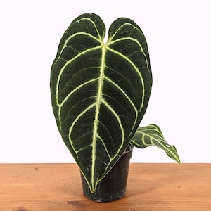 Anthurium crystallinum Cyrstal | 4 inch pot