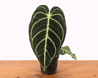 Anthurium crystallinum Cyrstal | 4 inch pot