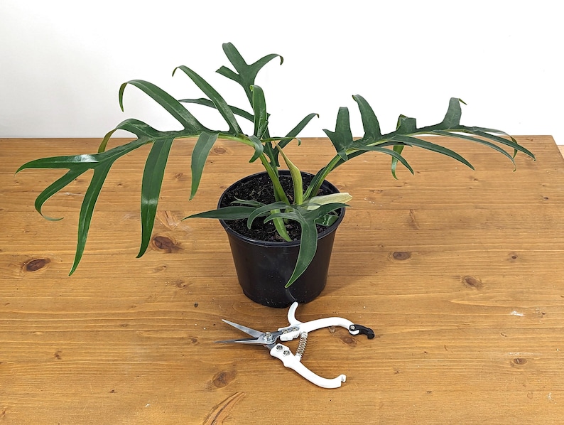 Plantamani Philodendron Tortum - Thumbnail 4