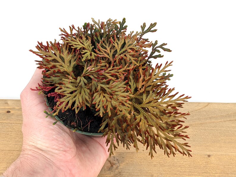 Selaginella Erythropus Ruby Red Club Moss 4 Inch Etsy