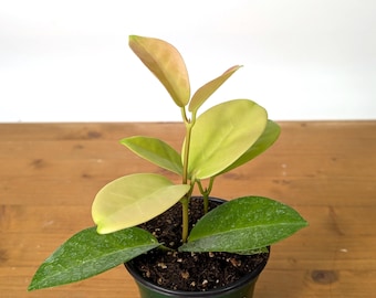 Hoya Skinneriana Fragrant Blooming Vining Houseplant 4 inch pot