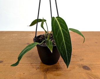 Queen Anthurium Warocqueanum Plant - 4 inch pots