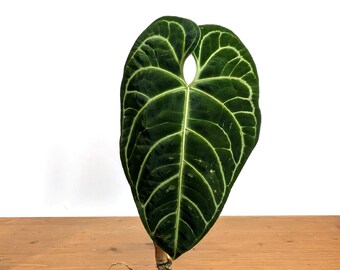 Anthurium Regale Live Plant: Majestic Aroid Hybrid, Unique Plant Gift - Etsy