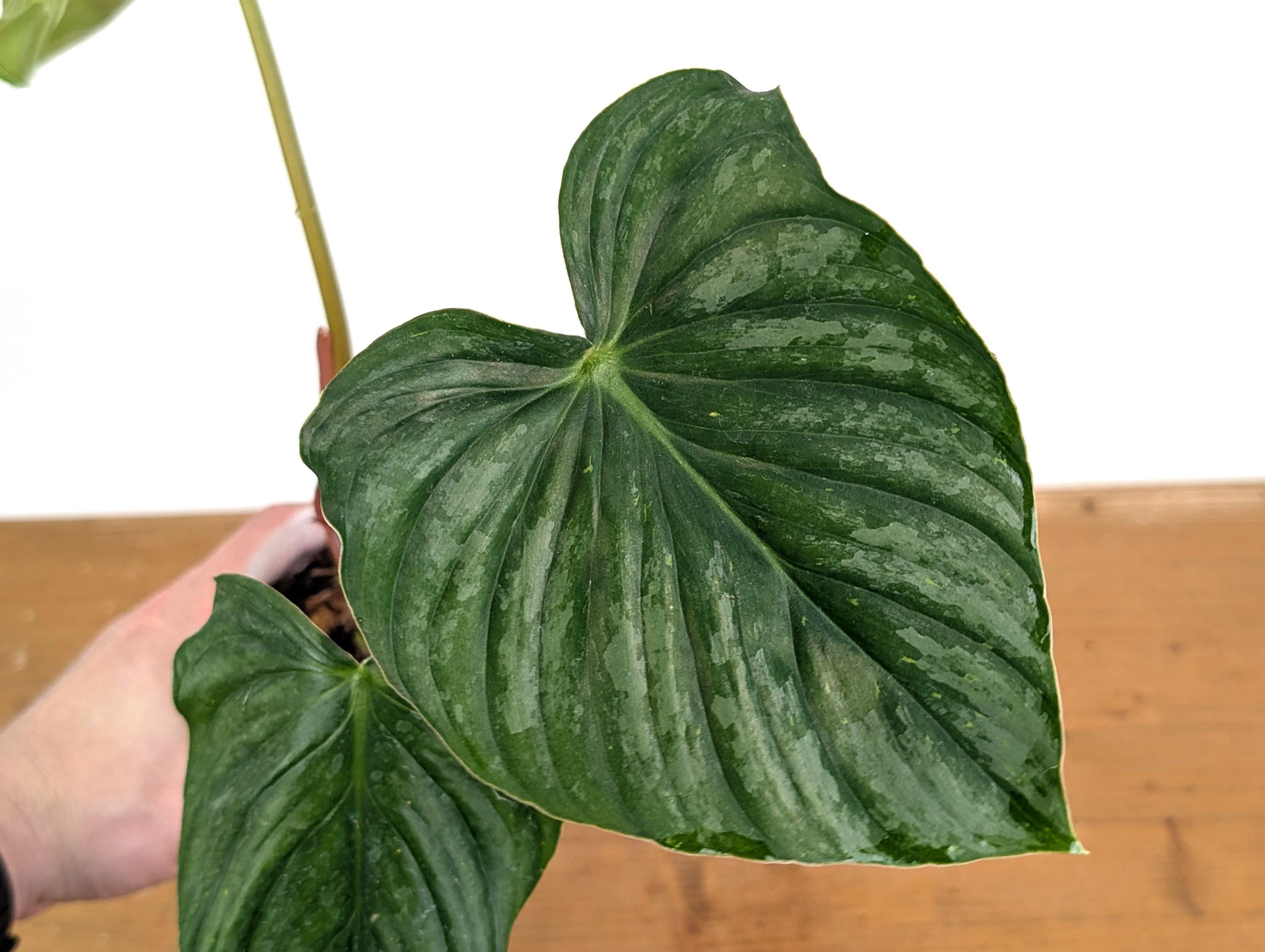 Philodendron Sodiroi - 4 Inch Pots - Etsy Israel