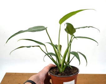 Monstera Burle Marx Flame - 4 inch or 6 inch pot