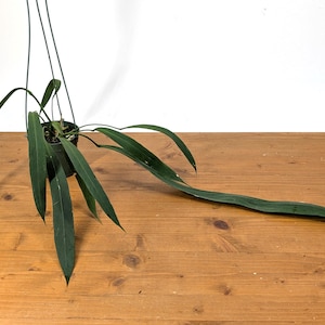 Anthurium Vittariifolium with TWO or more large leaves