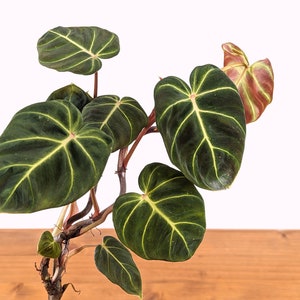 Philodendron verrucosum Fantasy 4 Inch Pot Beautiful Petit Plant with smaller size leaves in delicate arrangement