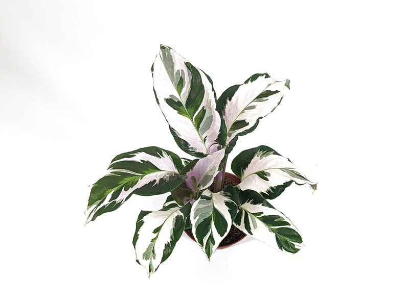 Calathea Stella image 6