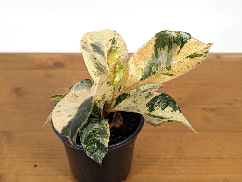 Plantamani Ficus Shivereana Rubber Tree - Thumbnail 4
