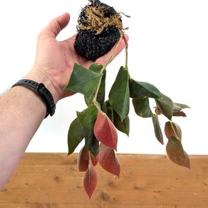 Ceratostema Pendens - Etsy