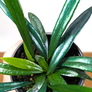 Blue Oil Fern “Microsorum Thailandicum” | Beautiful Shimmering Iridescent Green Blue Leaves | 4 Inch Assorted Pots