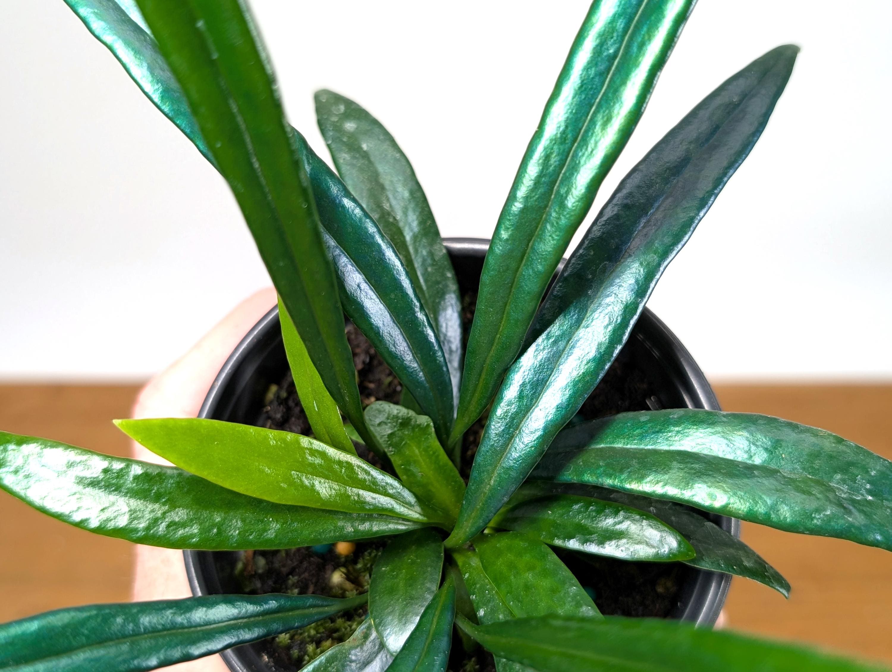 Blue Oil Fern “Microsorum Thailandicum” | Beautiful Shimmering Iridescent Green Blue Leaves | 4 Inch Assorted Pots