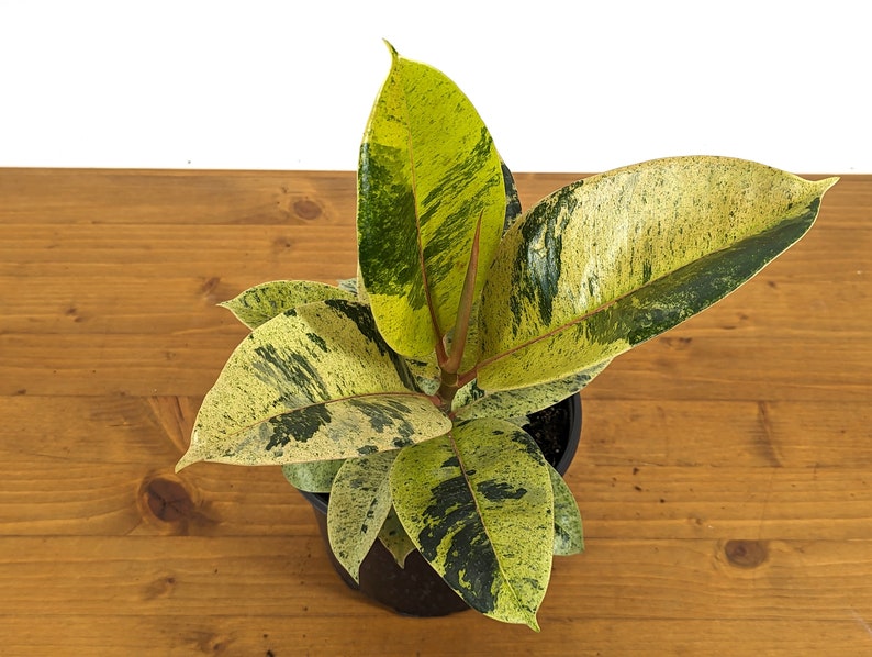 Plantamani Ficus Shivereana Rubber Tree - Thumbnail 5