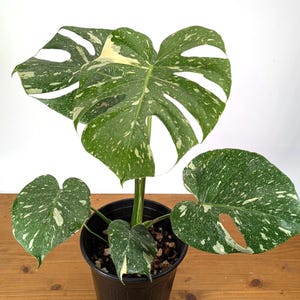Monstera Thai Constellation - Plants 16-24" Tall with Split Leaves (for 6" Pot) Bild 5