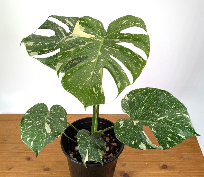 Monstera Thai Constellation - Plants 16-24" Tall with Split Leaves (for 6" Pot) Bild 5