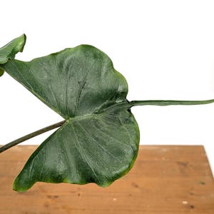 Alocasia Stingray - 4 Inch or 6 inch Pot Live Indoor Plant Looks Like a Swimming Stingray