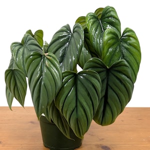 philodendron el choco red Philodendron 'El Choco Red' – SarahCotta Plants
